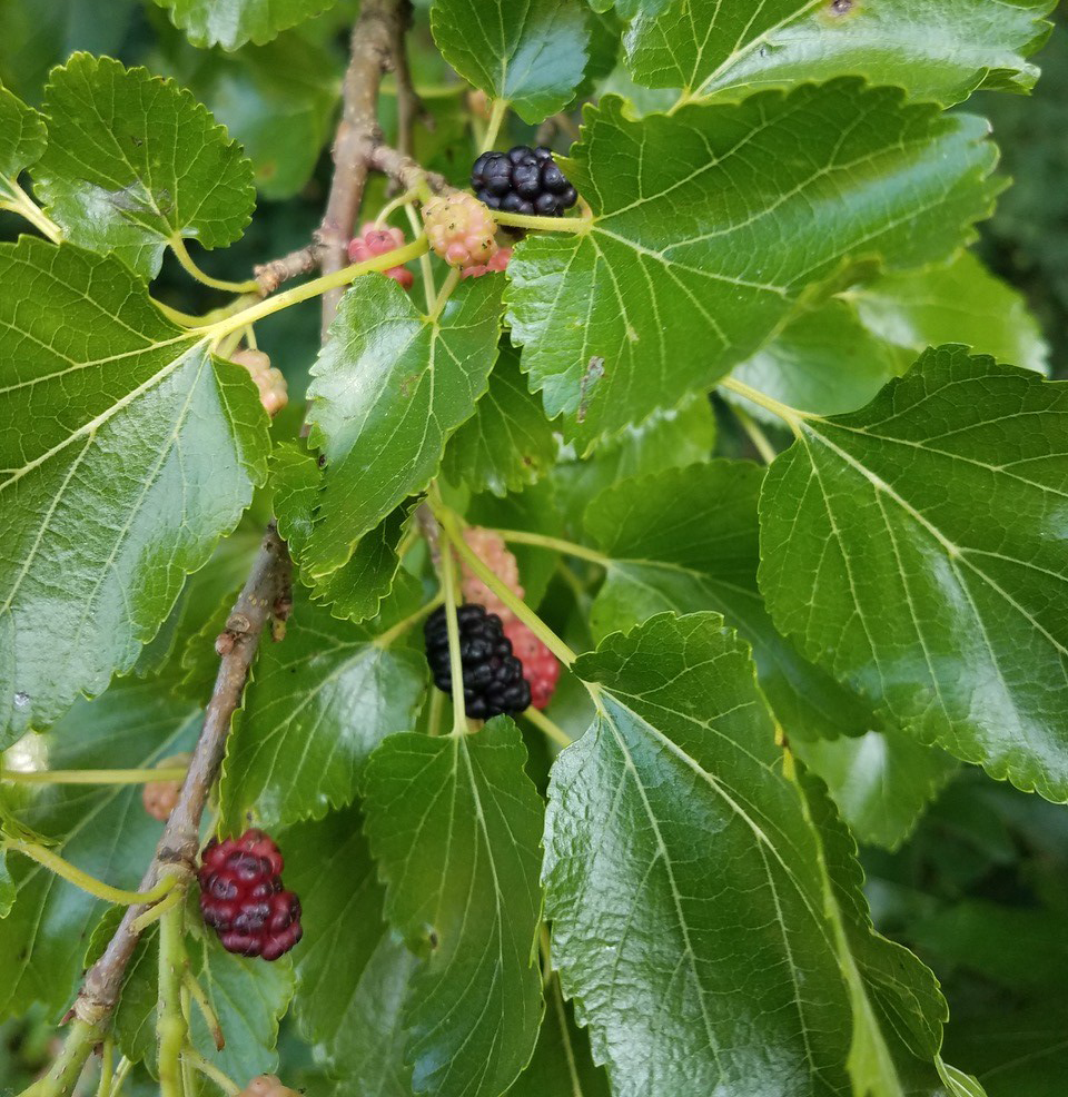 Mulberry fruit edit